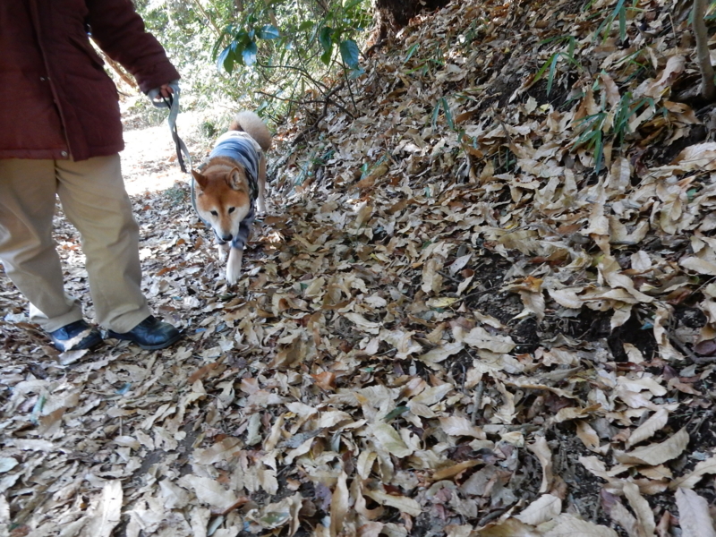 f:id:miyuki1967:20161227104500j:image:w450 f:id:miyuki1967:20161227104500j:image:w450