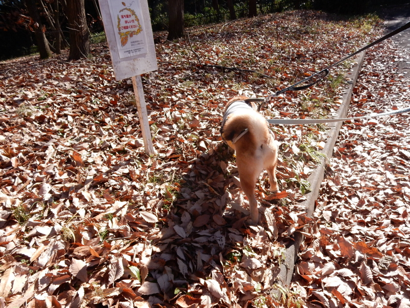 f:id:miyuki1967:20161227105835j:image:w450 f:id:miyuki1967:20161227105835j:image:w450