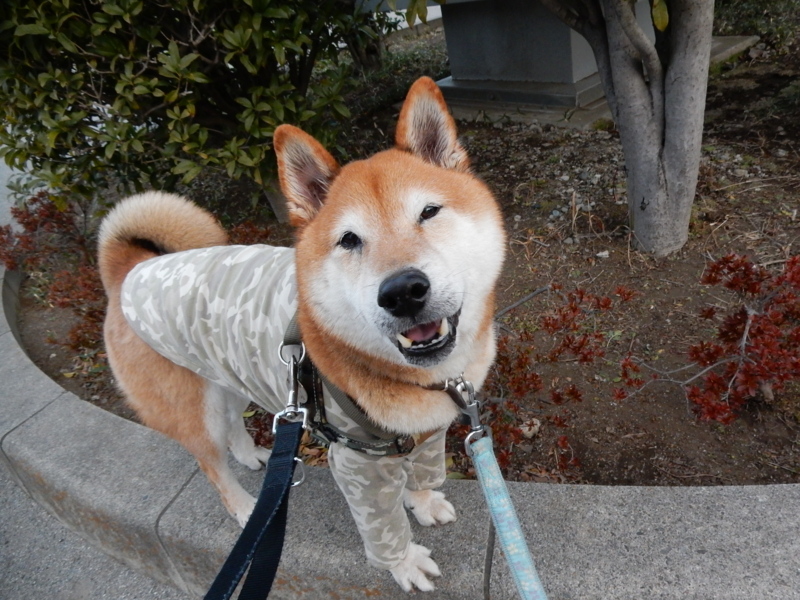 f:id:miyuki1967:20170225112312j:image:w450 f:id:miyuki1967:20170225112312j:image:w450