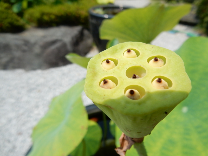 f:id:miyuki1967:20170711120315j:image:w450