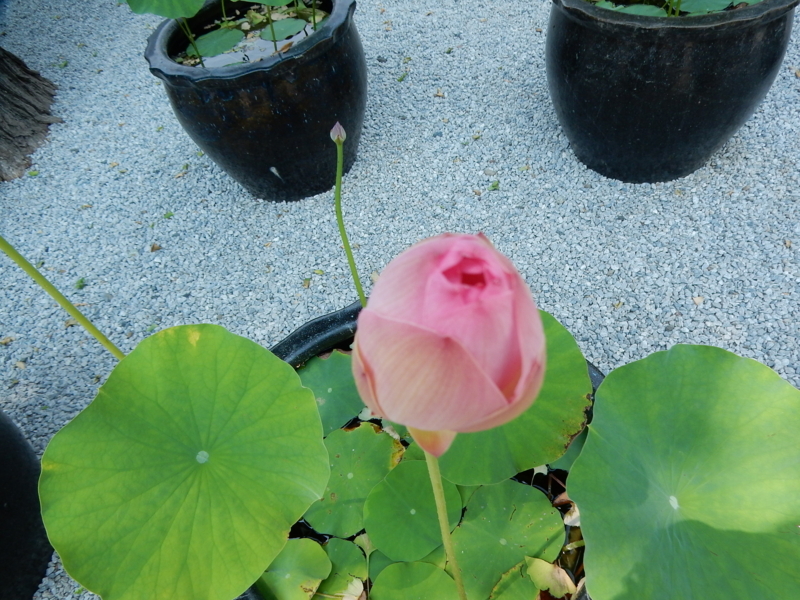 f:id:miyuki1967:20170711120319j:image:w450