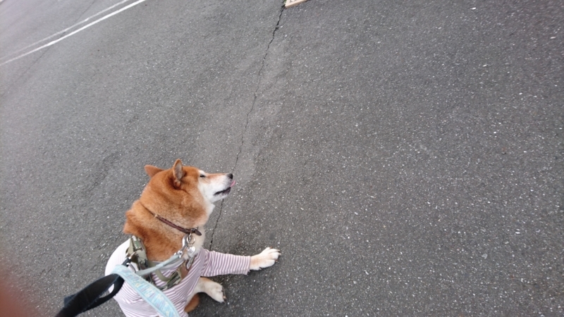 f:id:miyuki1967:20170808111950j:image:w450