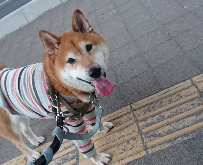 f:id:miyuki1967:20170808115906j:image:w450