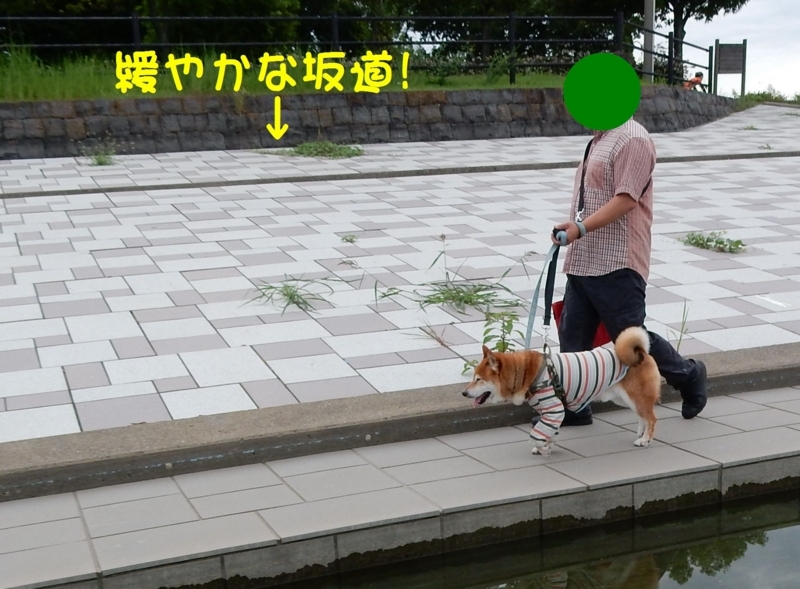 f:id:miyuki1967:20170829091602j:image:w450