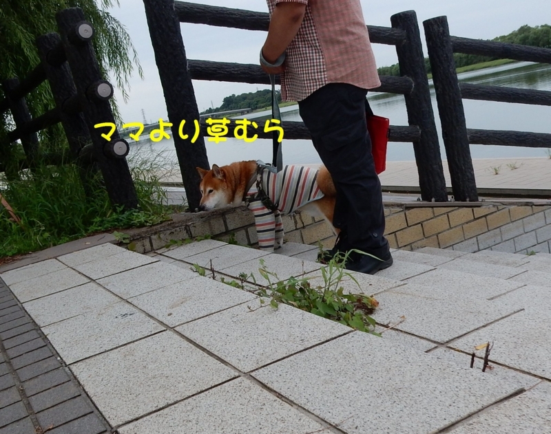 f:id:miyuki1967:20170829091606j:image:w450