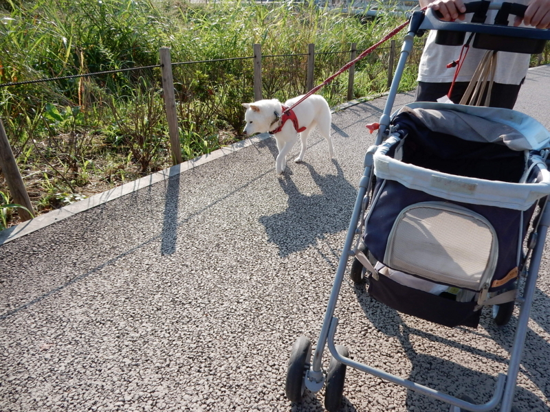 f:id:miyuki1967:20171010101628j:image:w450 f:id:miyuki1967:20171010101628j:image:w450