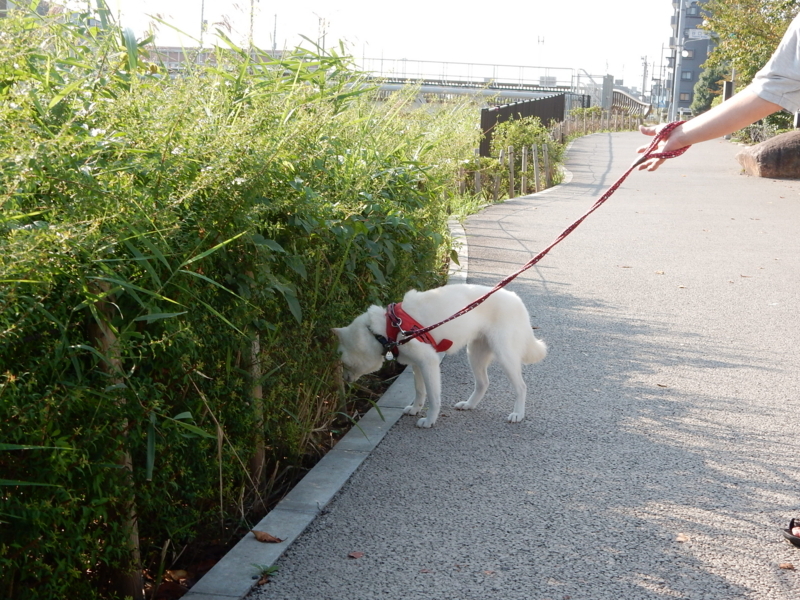 f:id:miyuki1967:20171010101629j:image:w450 f:id:miyuki1967:20171010101629j:image:w450