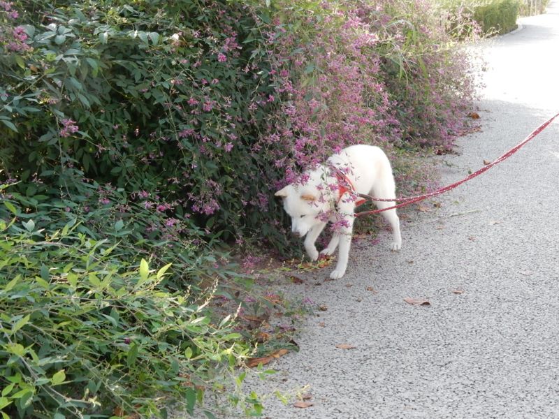 f:id:miyuki1967:20171010101630j:image:w450 f:id:miyuki1967:20171010101630j:image:w450