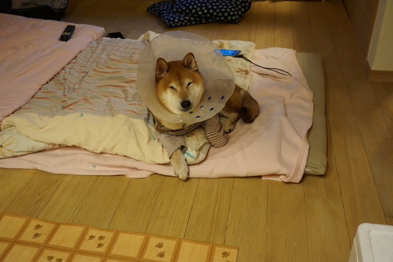 f:id:miyuki1967:20171120104812j:image:w450