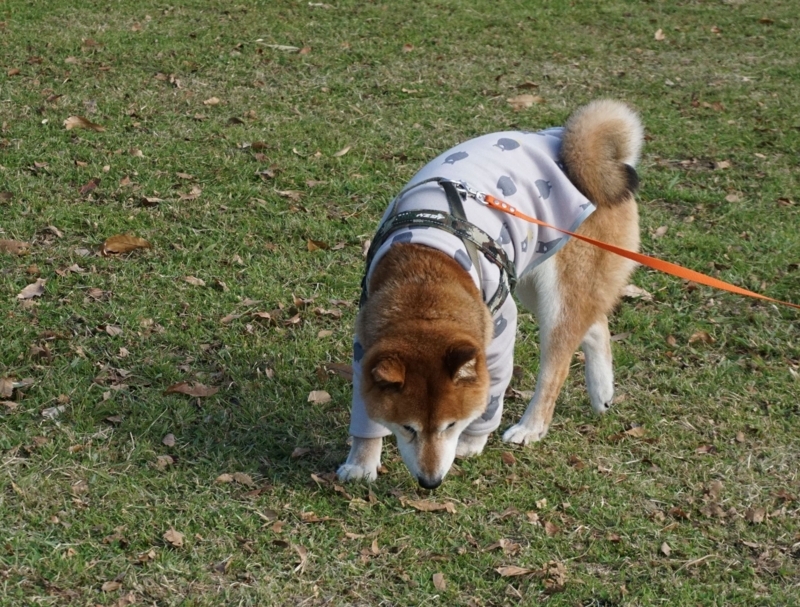 f:id:miyuki1967:20171127112309j:image:w450