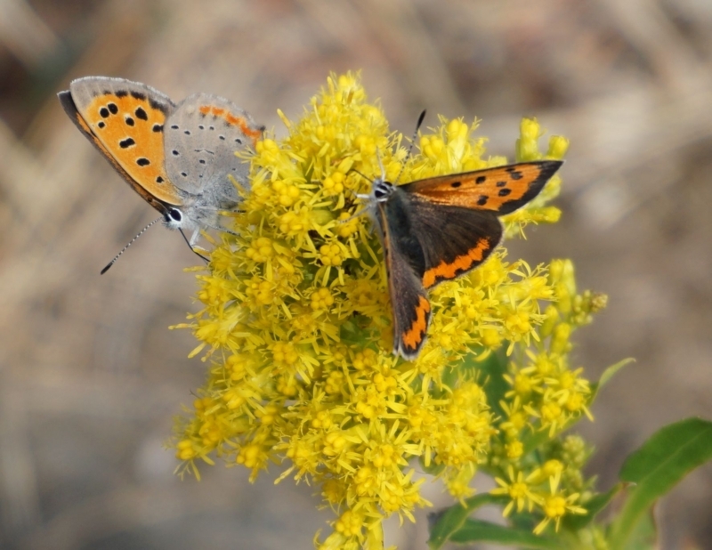 f:id:miyuki1967:20171127115146j:image:w450