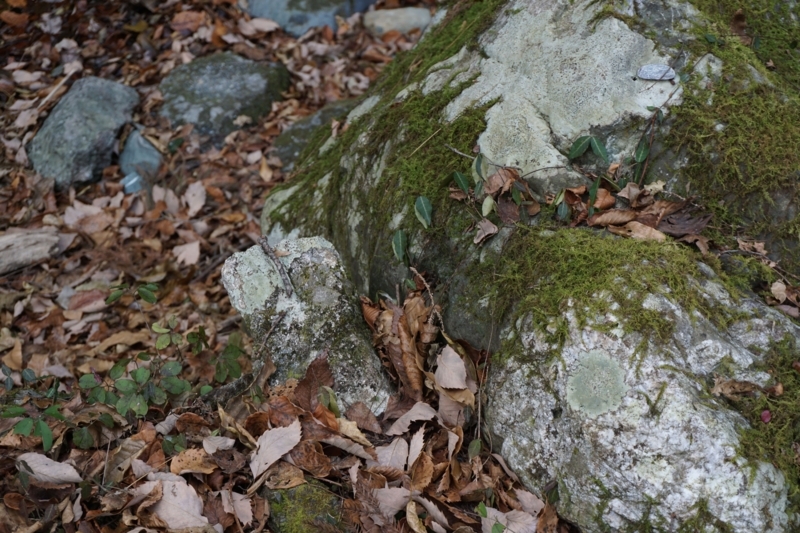 f:id:miyuki1967:20171222130954j:image:w450