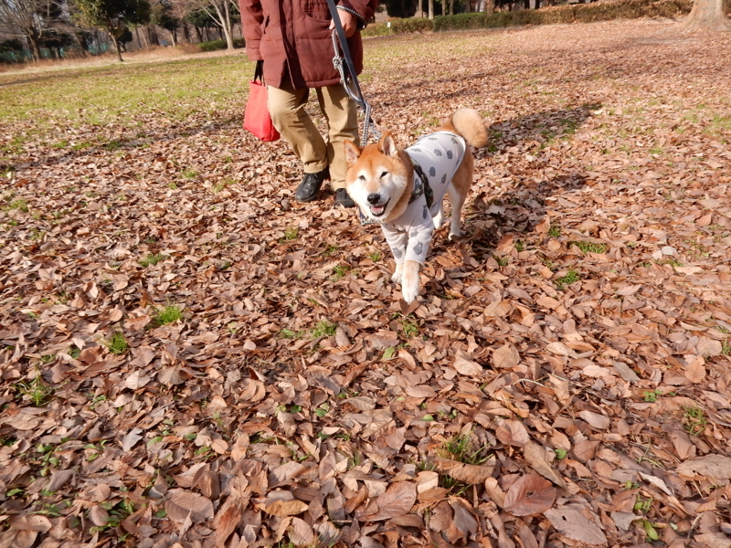 f:id:miyuki1967:20171227155927j:image
