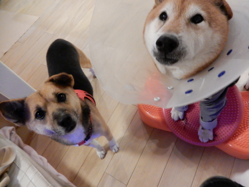 f:id:miyuki1967:20180202114202j:image:w450 f:id:miyuki1967:20180202114202j:image:w450