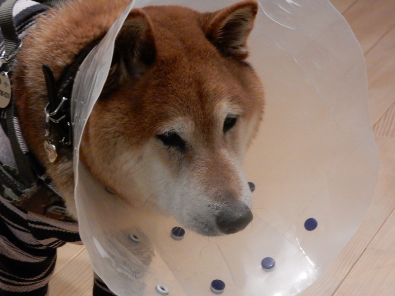 f:id:miyuki1967:20180209103243j:image:w450