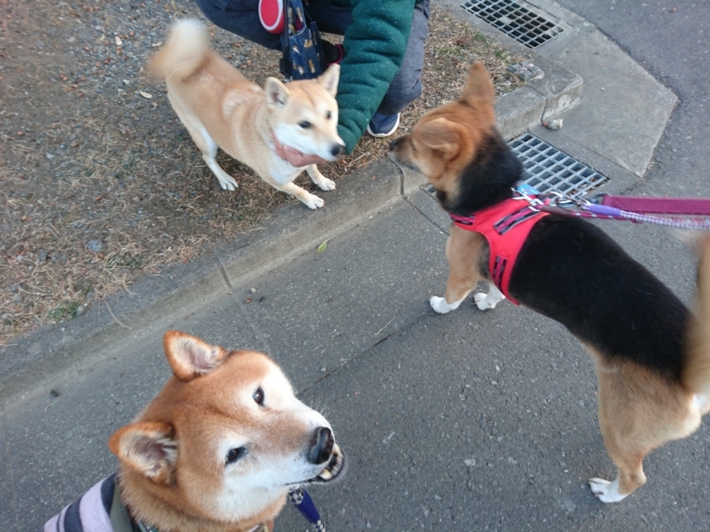 f:id:miyuki1967:20180209153528j:image:w450