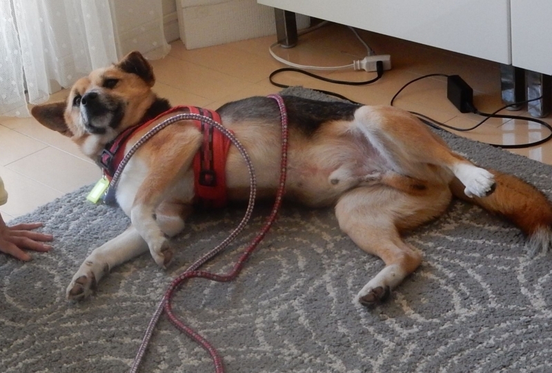 f:id:miyuki1967:20180220091755j:image:w450