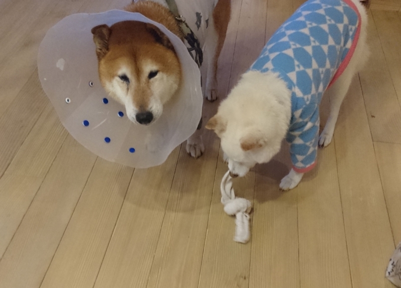 f:id:miyuki1967:20180222105301j:image:w450