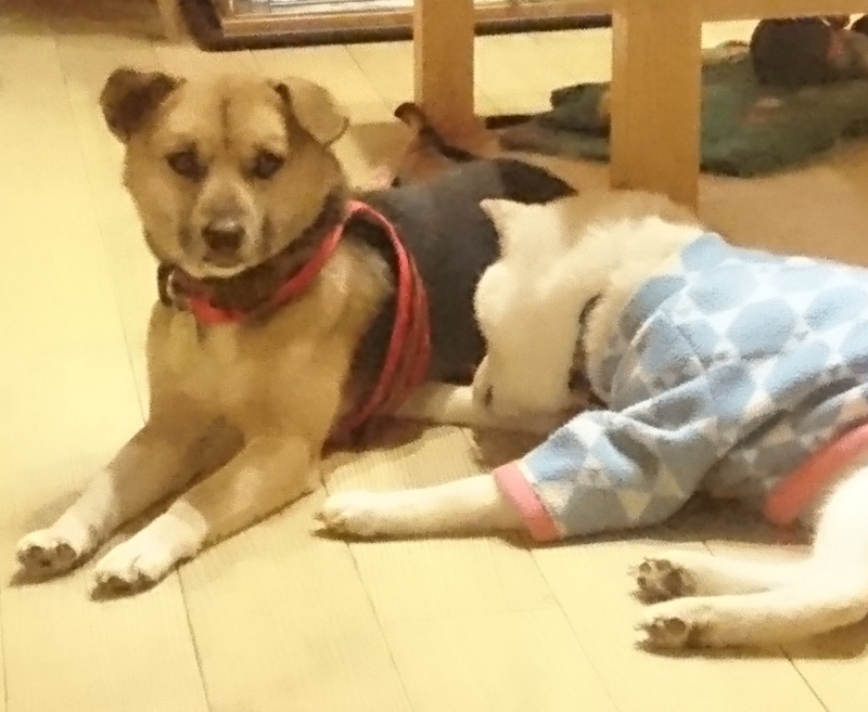 f:id:miyuki1967:20180223110130j:image:w450