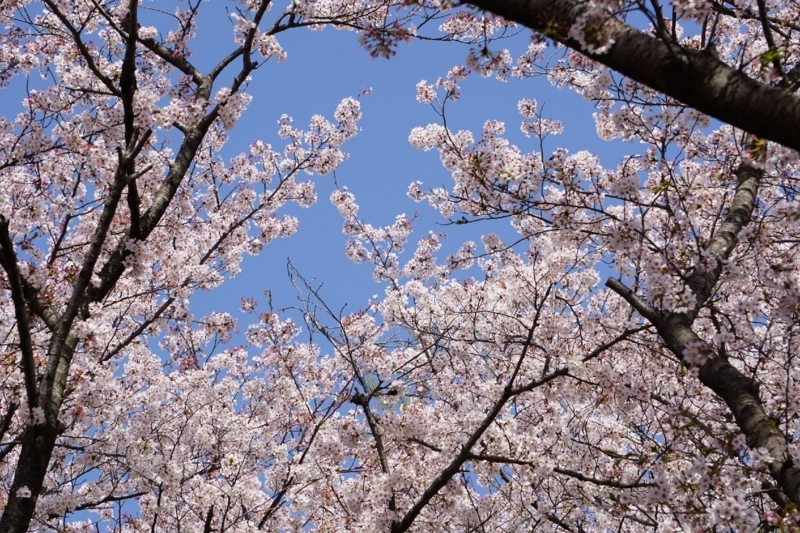 f:id:miyuki1967:20180405100810j:image:w450