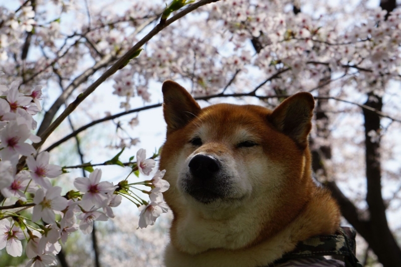 f:id:miyuki1967:20180405100812j:image:w450