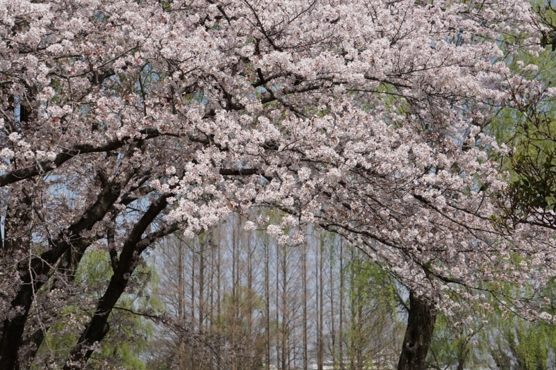 f:id:miyuki1967:20180405100823j:image:w450