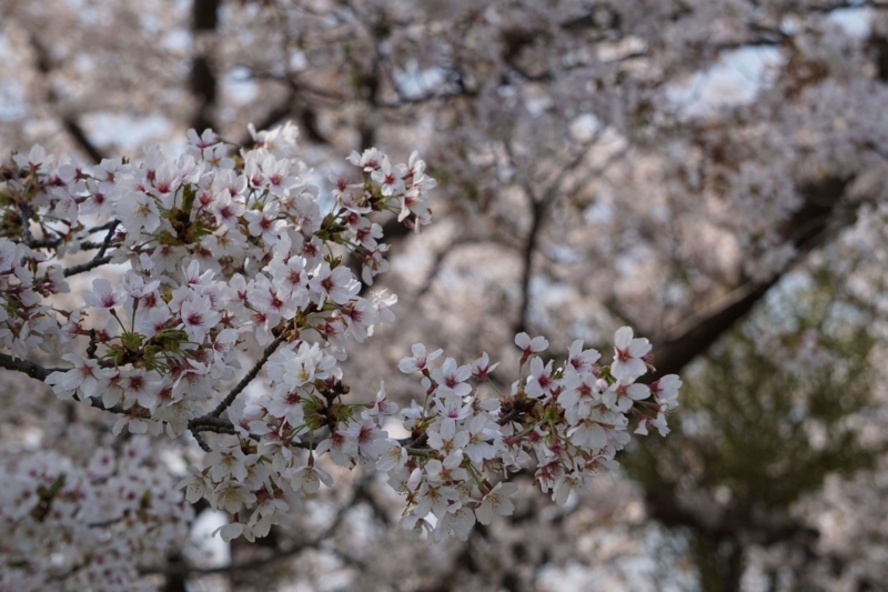f:id:miyuki1967:20180406095508j:image:w450