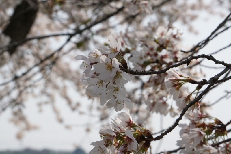 f:id:miyuki1967:20180406095514j:image:w450