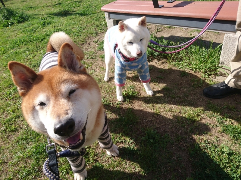 f:id:miyuki1967:20180412112552j:image:w450 f:id:miyuki1967:20180412112552j:image:w450
