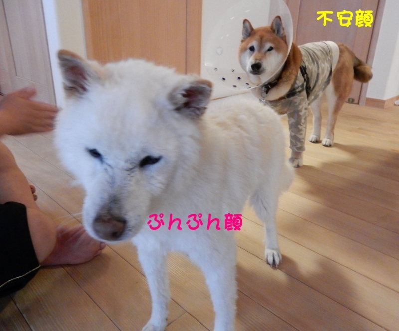 f:id:miyuki1967:20180515104336j:image:w450