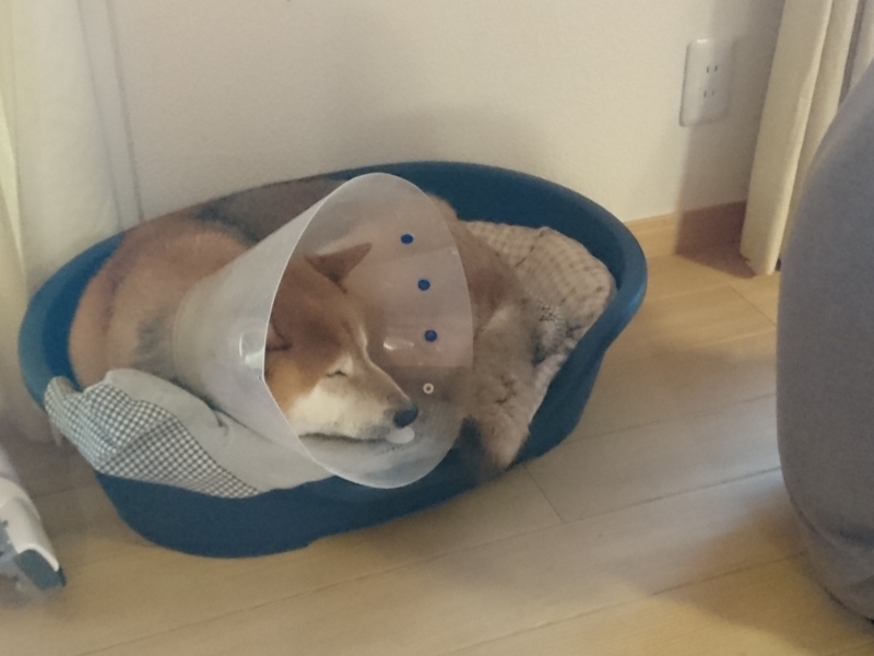 f:id:miyuki1967:20180515104338j:image:w450