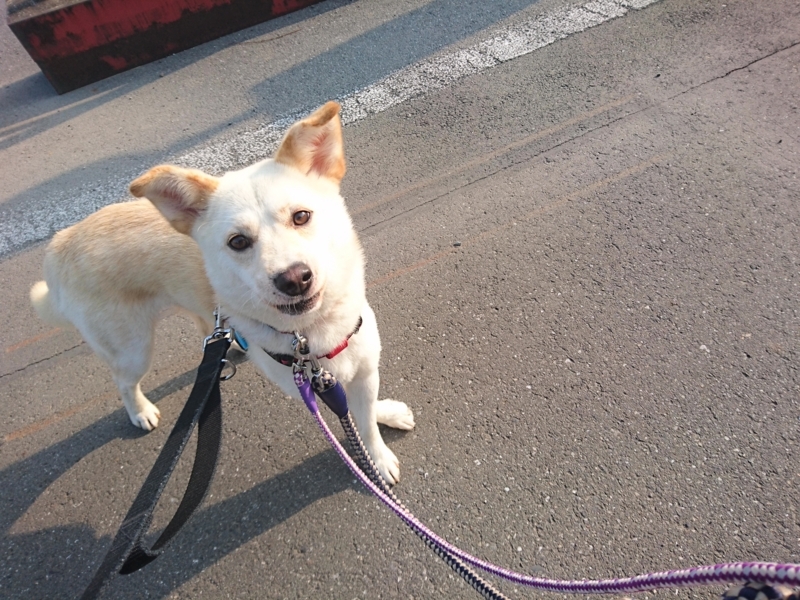 f:id:miyuki1967:20180518110620j:image:w450