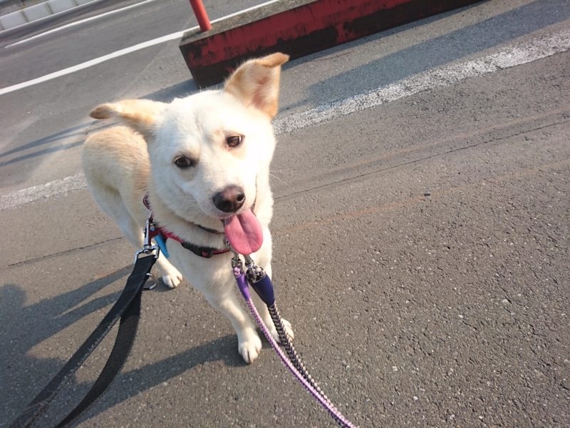 f:id:miyuki1967:20180518110621j:image:w450