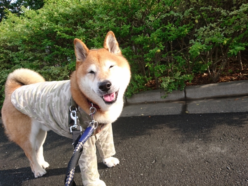 f:id:miyuki1967:20180531104308j:image:w450