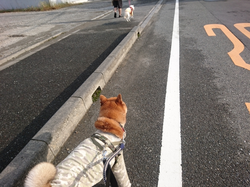 f:id:miyuki1967:20180531104309j:image:w450