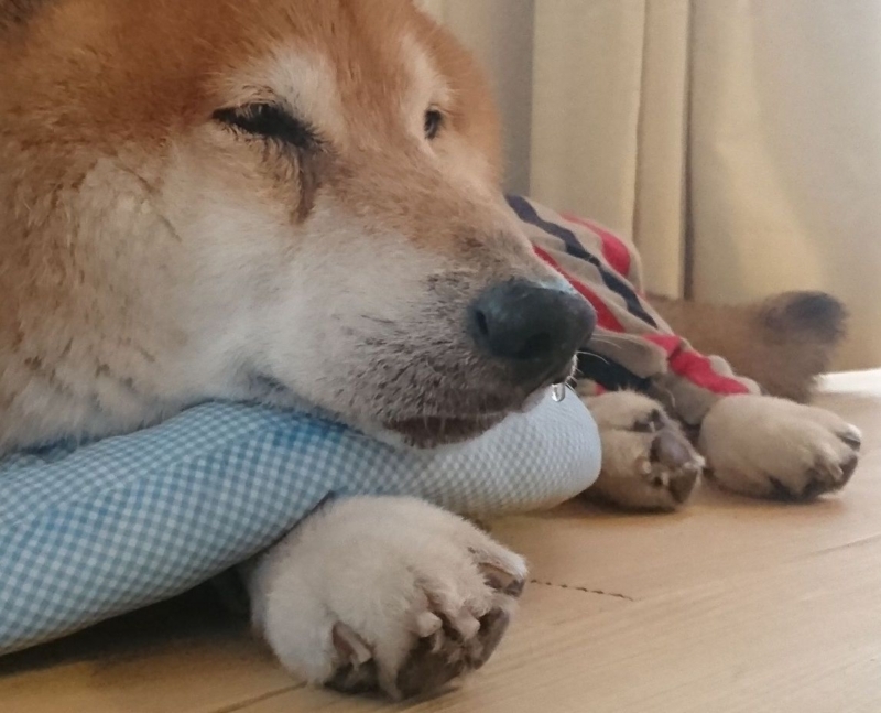 f:id:miyuki1967:20180713114416j:image:w450