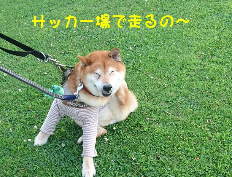 f:id:miyuki1967:20180725112318j:image:w450