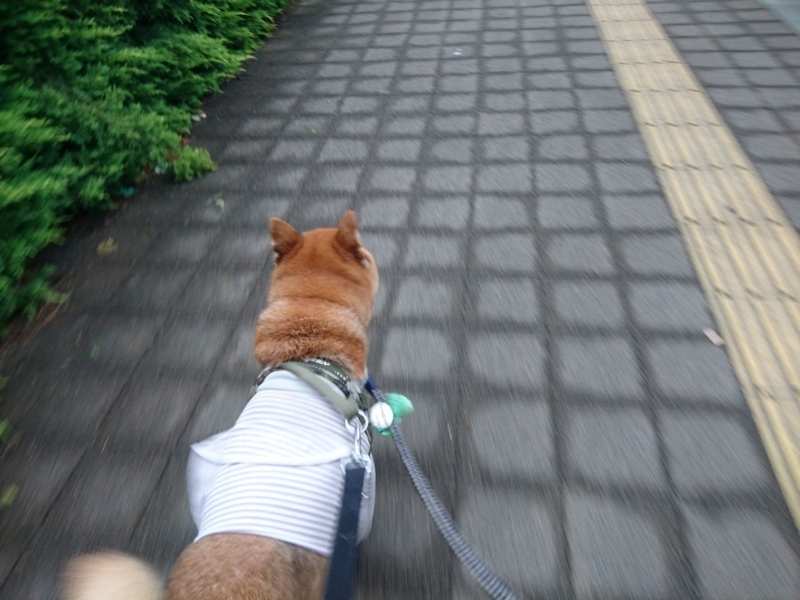 f:id:miyuki1967:20180727110939j:image:w450