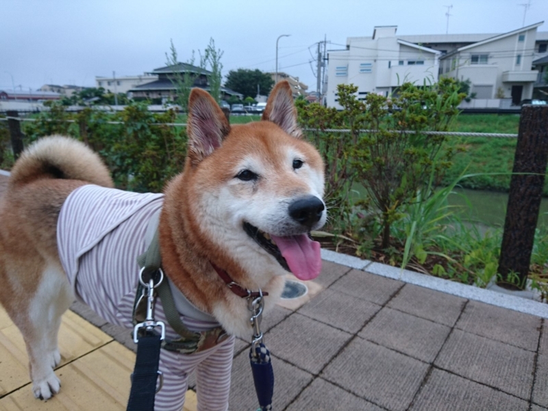 f:id:miyuki1967:20180727110947j:image:w450