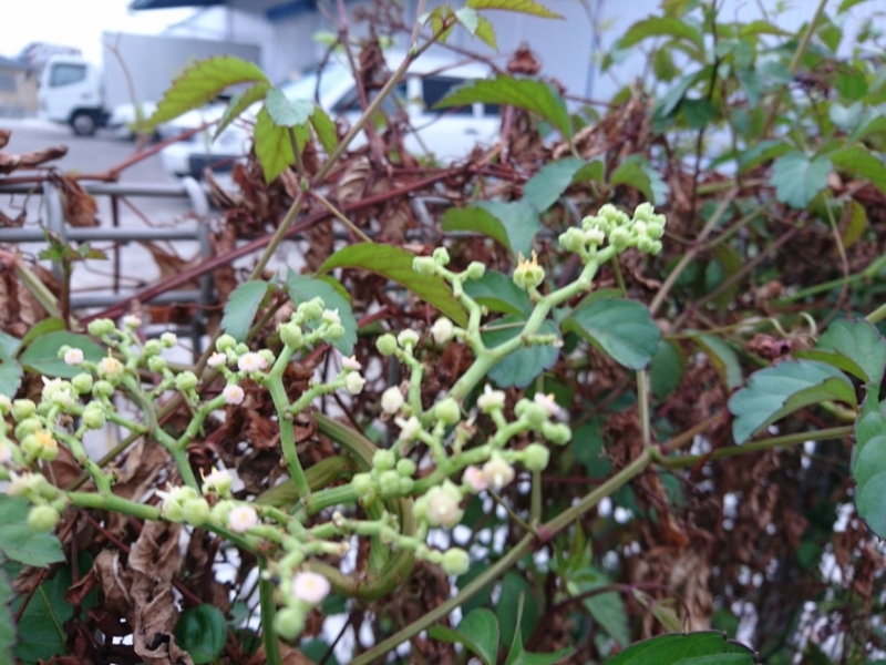 f:id:miyuki1967:20180727110951j:image:w450