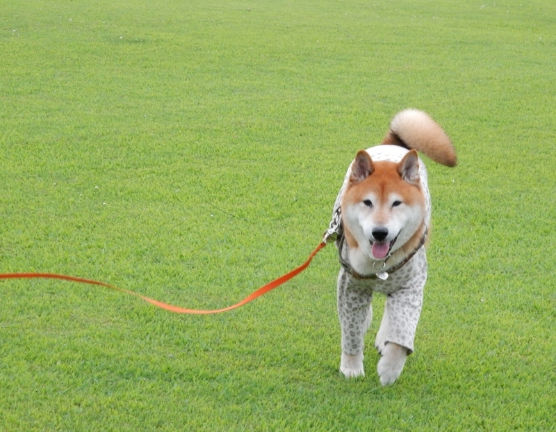 f:id:miyuki1967:20180807095253j:image:w450