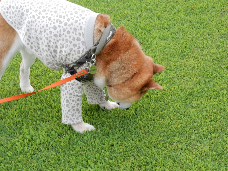 f:id:miyuki1967:20180807095259j:image:w450