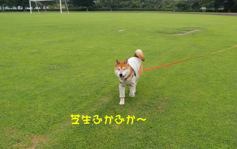 f:id:miyuki1967:20180807095313j:image:w450