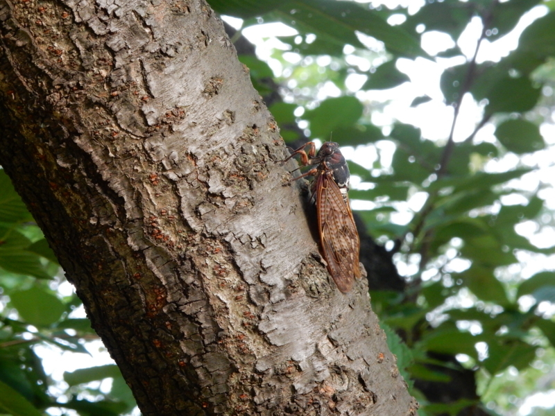 f:id:miyuki1967:20180807100324j:image:w450