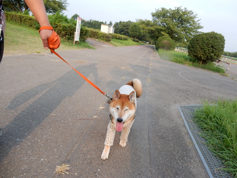 f:id:miyuki1967:20180807100335j:image:w450