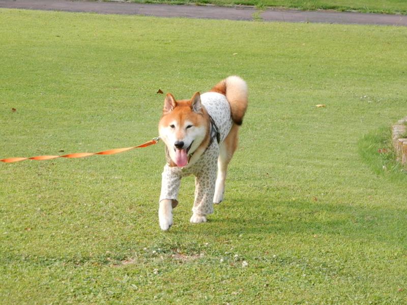 f:id:miyuki1967:20180807100346j:image:w450