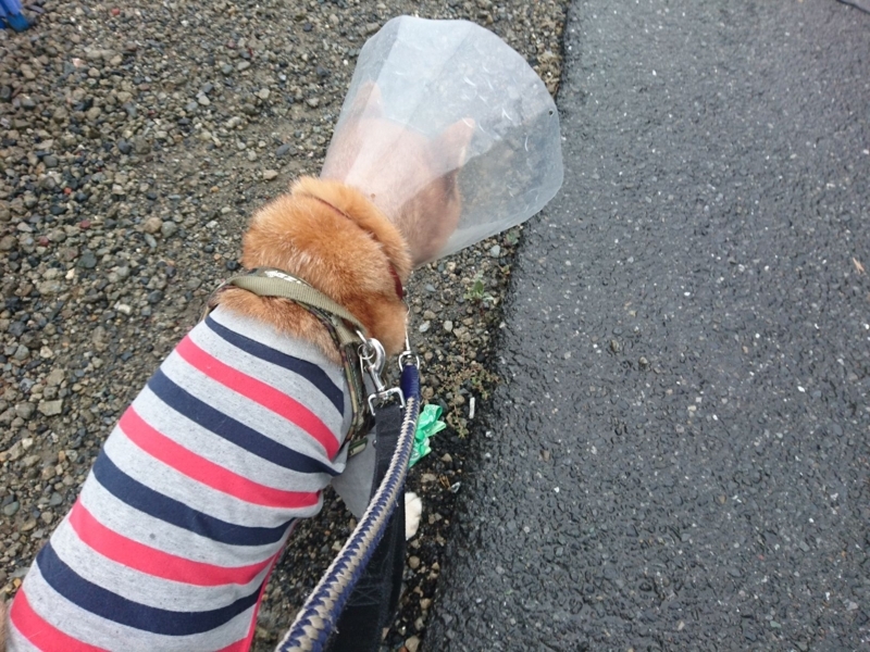 f:id:miyuki1967:20180807113707j:image:w450 f:id:miyuki1967:20180807113707j:image:w450