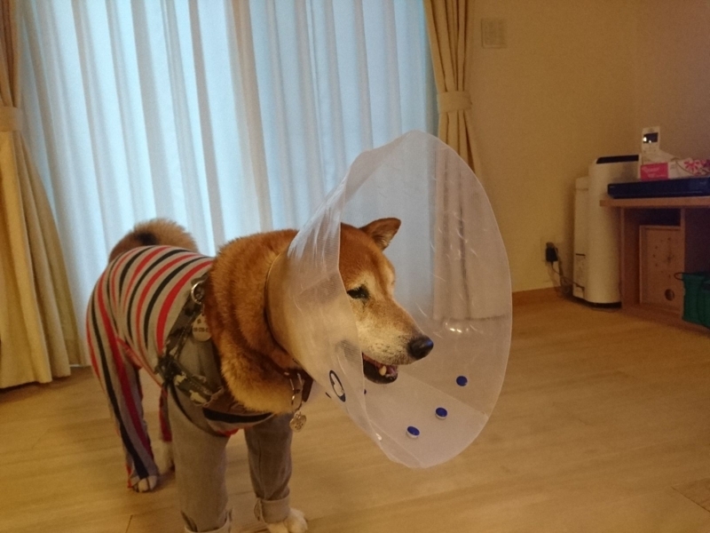 f:id:miyuki1967:20180807114055j:image:w450 f:id:miyuki1967:20180807114055j:image:w450