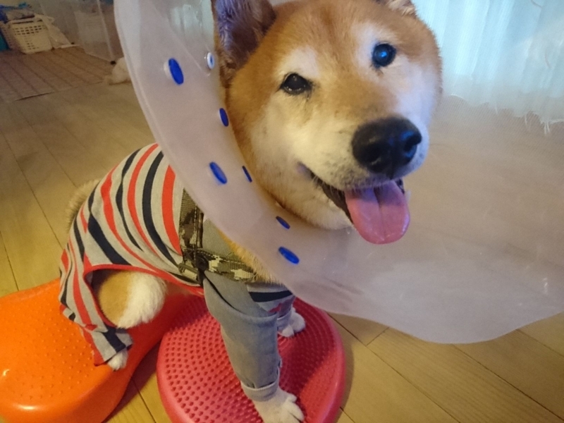 f:id:miyuki1967:20180807114059j:image:w450 f:id:miyuki1967:20180807114059j:image:w450