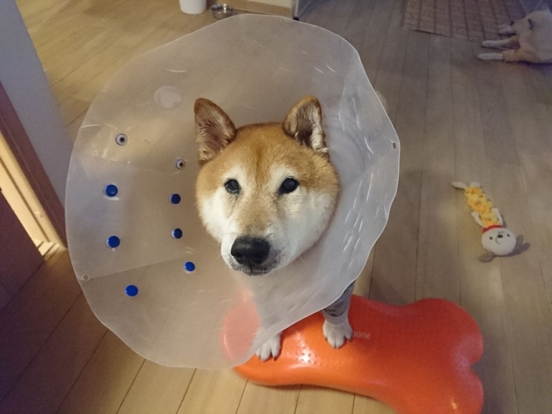 f:id:miyuki1967:20180807114111j:image:w450 f:id:miyuki1967:20180807114111j:image:w450